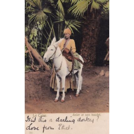 Egypt Le Caire Anier Et Son Baudet Postcard
