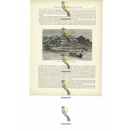 Resort Of Apes, Banks Of The Senegal, Mali, Book Illustration (Print), c1880