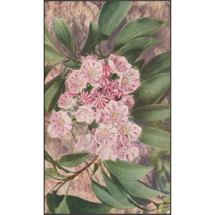 Mountain Laurel, Kalmia Latifolia, c.1940s - Illinois Wild Flower PS Postcard