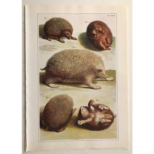 European Hedgehog P Tanje antique 1734 Print Lithograph Animal Art Decor Orig