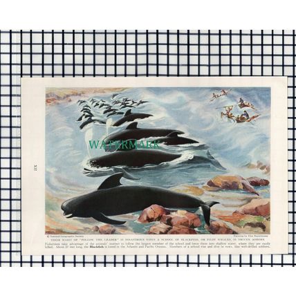 (7893) Blackfish Pilot Whales - 1940 Cutting