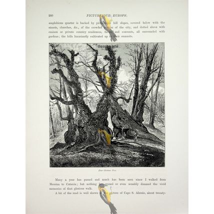 Etna Chestnut Tree, Italy, Book Illustration (Print), c1875