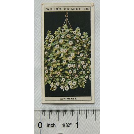 1925 Wills Flower Culture in Pots No. 1 Achimenes