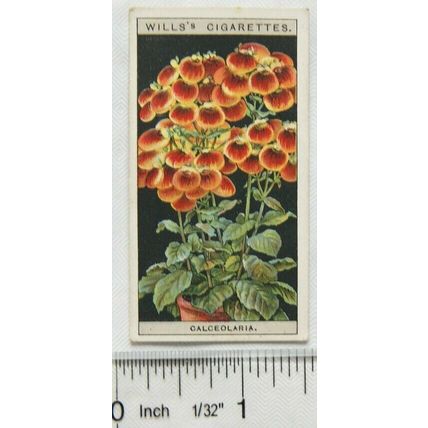 1925 Wills Flower Culture in Pots No. 11 Herbaceous Calceolaria