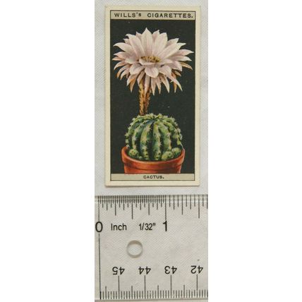 1925 Wills Flower Culture in Pots No. 10 Hedgehog Cactus