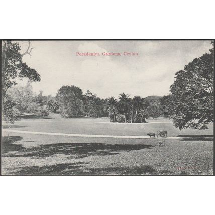 Peradeniya Gardens, Kandy, Ceylon, c.1910 - Skeen Postcard