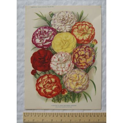 1939 Amateur Gardening illustration - Selection of Choice New Border Carnations