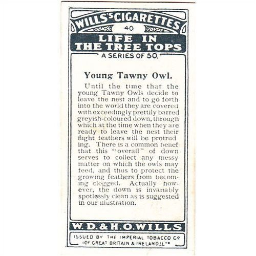 Wills Life In The Tree Tops Card No. 40 Young Tawny Owl