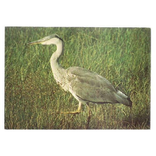 HERON unused vintage postcard bird, nature wildlife /