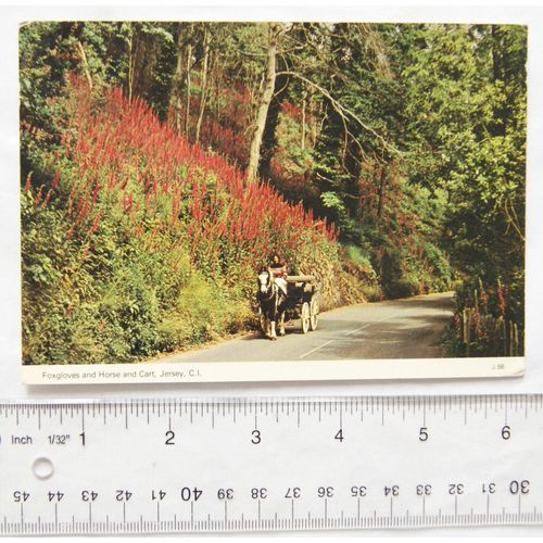 1983 postcard Foxgloves & Horse & Cart, Jersey, C.I.