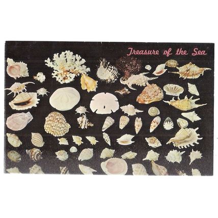 SEA SHELLS, TREASURES OF THE SEA vintage unused postcard