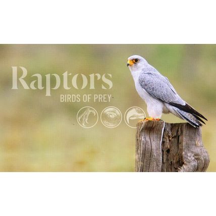 STAMP PACK: 2025 RAPTORS, BIRDS OF PREY, MINI-SHEET + SET OF 3 STAMPS.