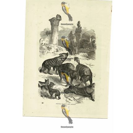 Striped Hyenas & Jackals, Book Illustration (Print), 1884