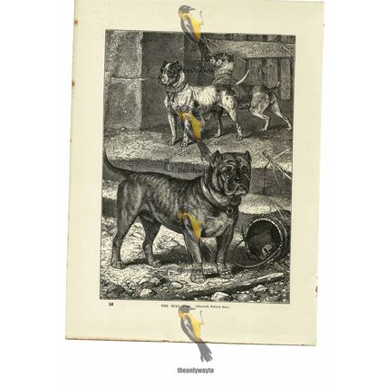 Bull Dog, Book Illustration (Print), 1884