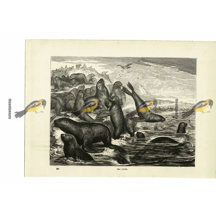 Sea Lions, Book Illustration (Print), 1884