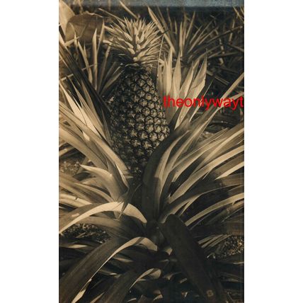 Pineapple, Singapore, Postcard