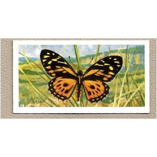 1964 Brooke Bond BUTTERFLIES OF THE WORLD Tea card 33