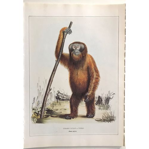 Orangutan Pongo antique J.E Gray Print Lithograph 1848 Animal Art Decor Orig