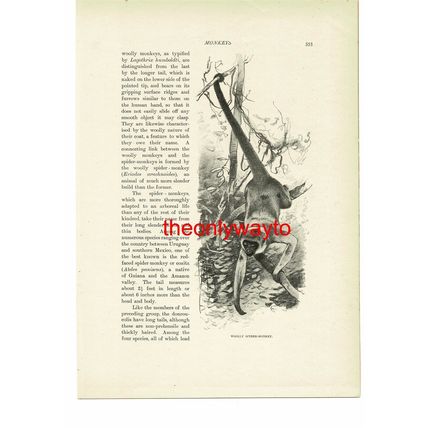 Woolly Spider Monkey, (3 Banded Douroucoli On Reverse), Book Illustration, c1916