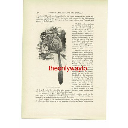 Woolly Spider Monkey, (3 Banded Douroucoli On Reverse), Book Illustration, c1916
