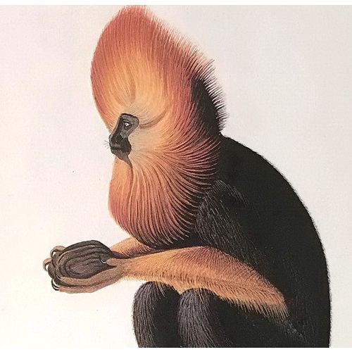 Golden Headed TAMARIN Antique Print Lithograph 1822 Ape vintage Animal Art decor