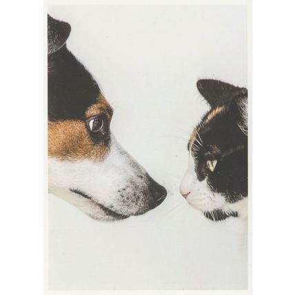 German Dog & Cat Nose To Nose I'm The Boss Comic Postcard