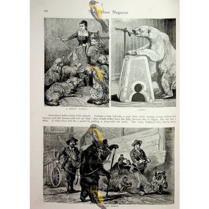Performing Animals (2), Sad Victorian Social History, Book Illustration, 1893