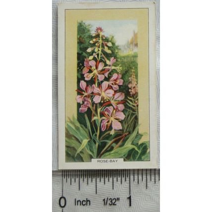 1939 Gallaher's Wild flowers No. 38 Rose-Bay