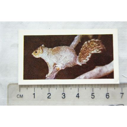 1958 Horniman's Tea card Wild animals No. 17 Grey Squirrel