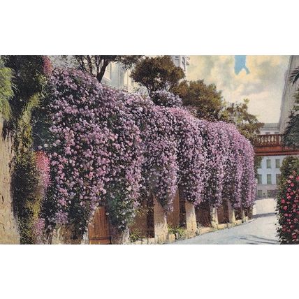Menton Fleurs De Printemps Old French Postcard