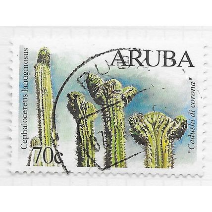 ARUBA CACTUS TREE CDS cephalocereus lanuginosus OLD MAN CROWNED HEAD CADUSHI