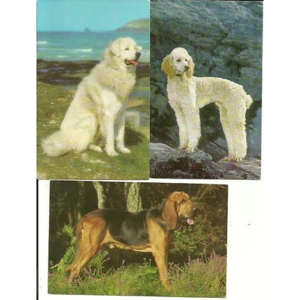 Animals DOGS 7 Postcards by J. Salmon