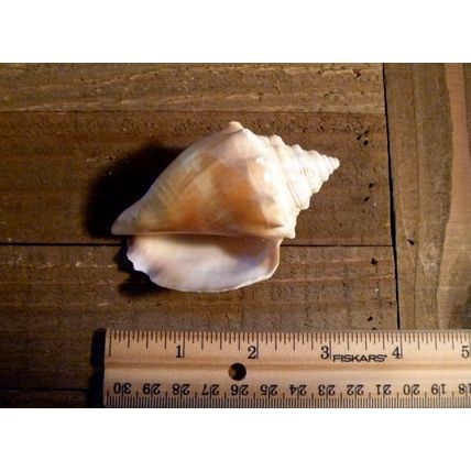 Florida Fighting Conch seashell shell beach ocean bathroom decor