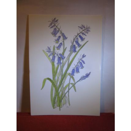 BLUEBELL by Rosemary Lindsay unused postcard #