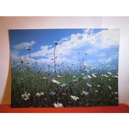 HAY MEADOW, PEAK NATIONAL PARK, DERBYSHIRE. unused postcard dated 1997 (a) =