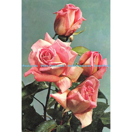 D026915 Rose Margaret. Dixon