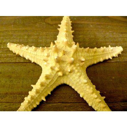 Knobby jungle starfish 6 - 7" natural long spines from Philippines beach ocean