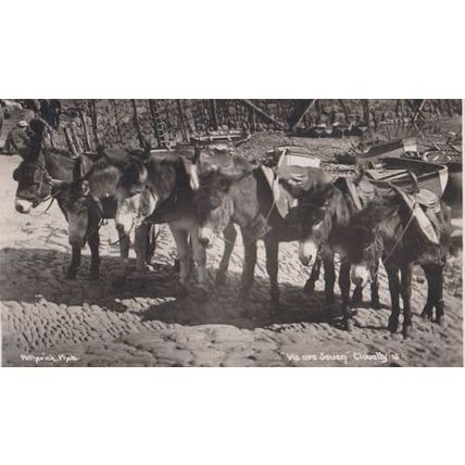 Farmer With Horse Riding Fence Twelve O Clock Lunch Antique Real Photo Postcard