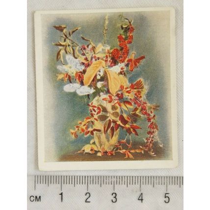 1937 Godfrey Phillips Flower Studies No. 7