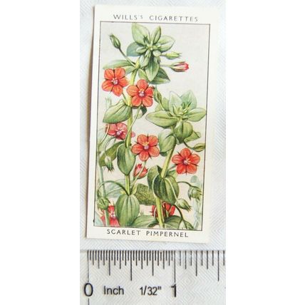 1936 Wills, Wild Flowers No. 28 Scarlet Pimpernel