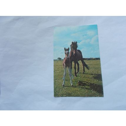 HORSES X 6 (07/02)