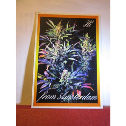 FLOWERS FROM AMSTERDAM ... Cannabis drugs unused postcard =