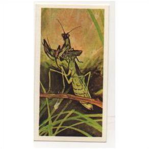 1976 Brooke Bond Tea card Wonders of Wildlife No.24 The Deadly 'leaf'