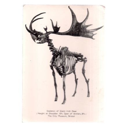 SKELETON OF GIANT IRISH DEER, CITY MUSEUM, BRISTOL unused vintage postcard RP