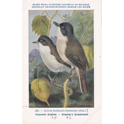 Western Orphean Warbler Sylvia Hortensis Bird WW2 Rare Postcard