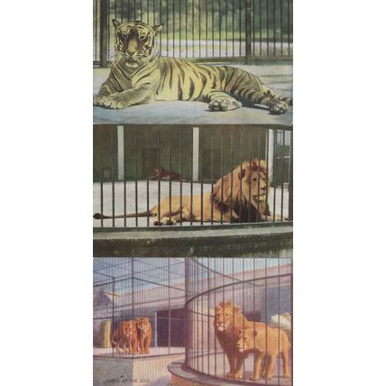 Lions Tigers At The Zoo 3x Postcard s