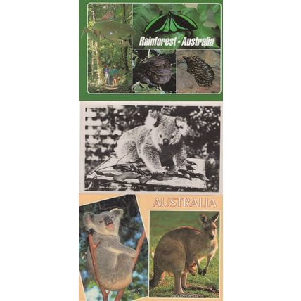 Australian Koala Bear Rainforest 3x Postcard s incl Vintage