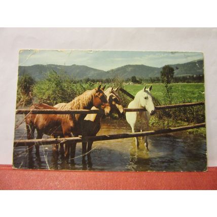 PONIES. AT THE WATERHOLE, used vintage postcard 1967? pm =