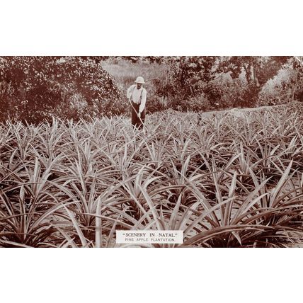 Scenery In Natal Fine Apple Plantation South Africa Old RPC Postcard