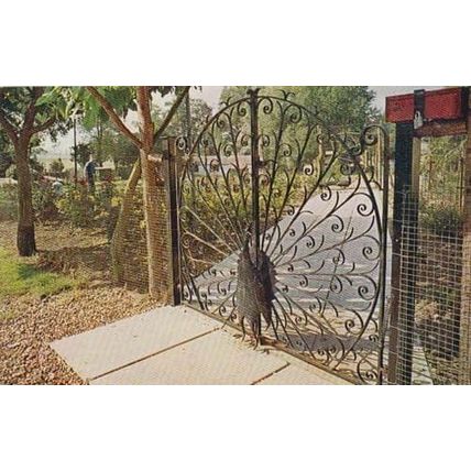 The Peacock Gates Bird Sanctuary Pettitts Reedham Norfolk Entrance Postcard